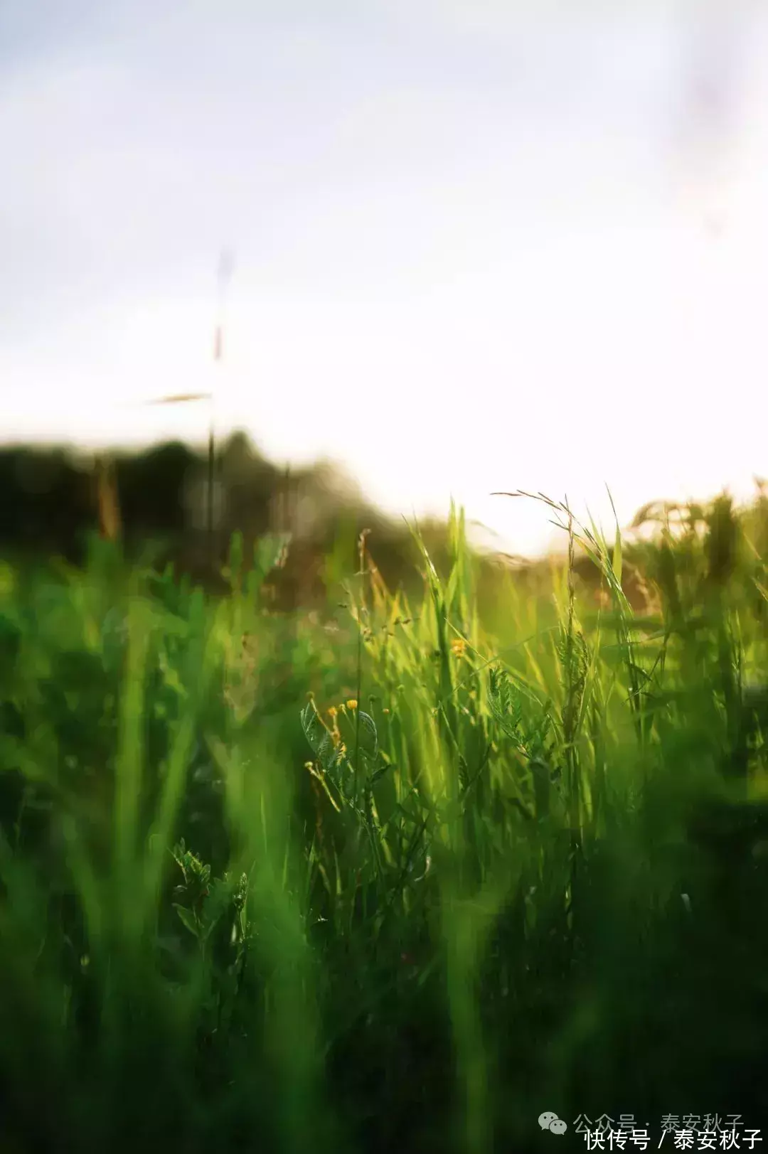 安福相册 入夏之后，就又火了一种穿搭叫：“基础款+单鞋”，既好意思丽、又超等显瘦！