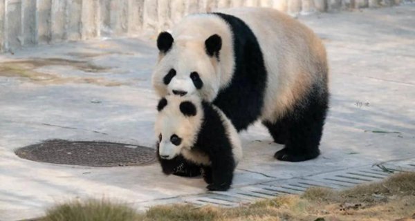 莆田安福相册 一拉二拽三咬四推！丁丁和淼淼让社恐孩子“买卖”拼了